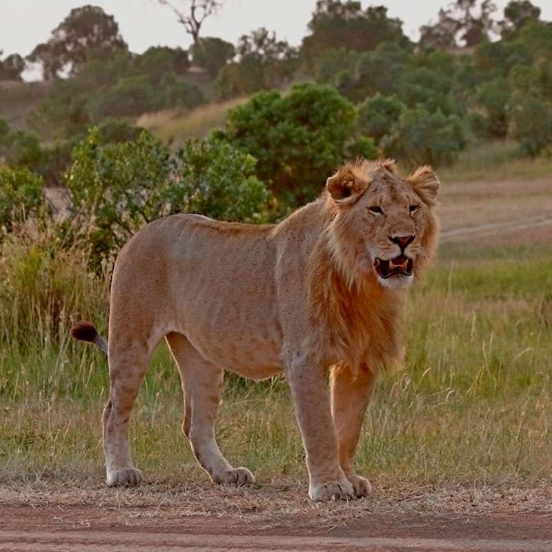 Majestic lion in Serengeti National Park, Tanzania during African safari holiday tours