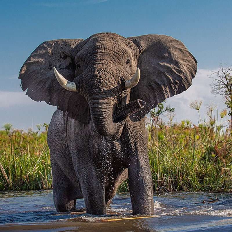 Elephant crossing the Chobe River in Botswana during African safari holiday tours