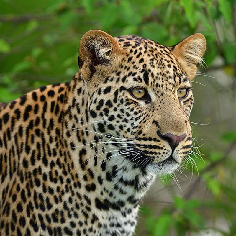 Leopard in Masai Mara, Kenya during African safari holiday tours