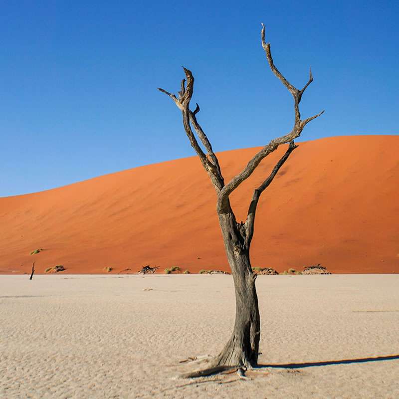 Namibia Dune 45 in Sossusvlei with a lone tree during African safari holiday tours