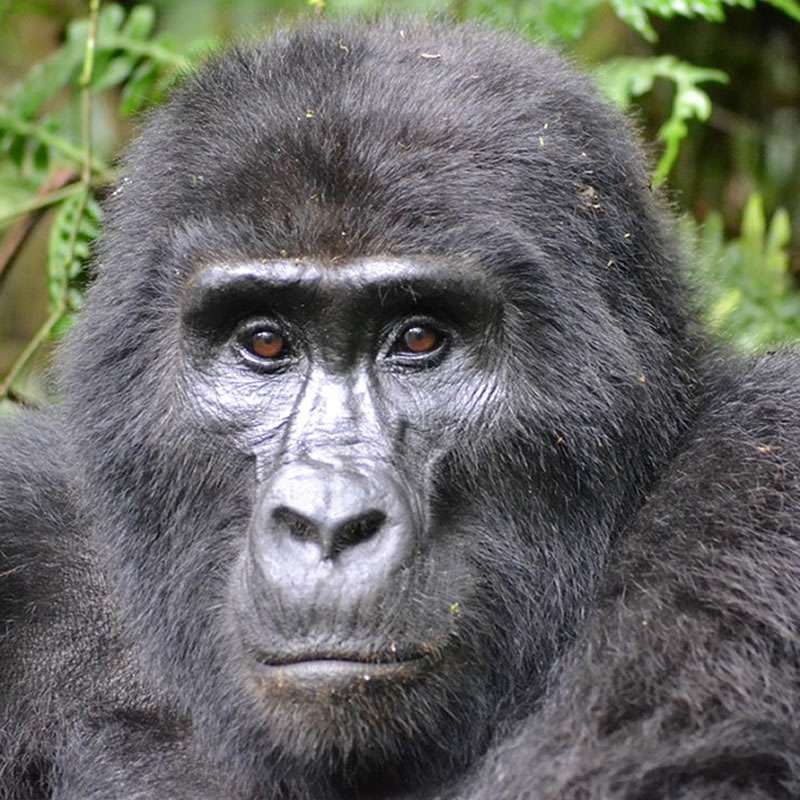 Close-up of Uganda mountain gorilla in Bwindi Impenetrable Forest during African safari holiday tours